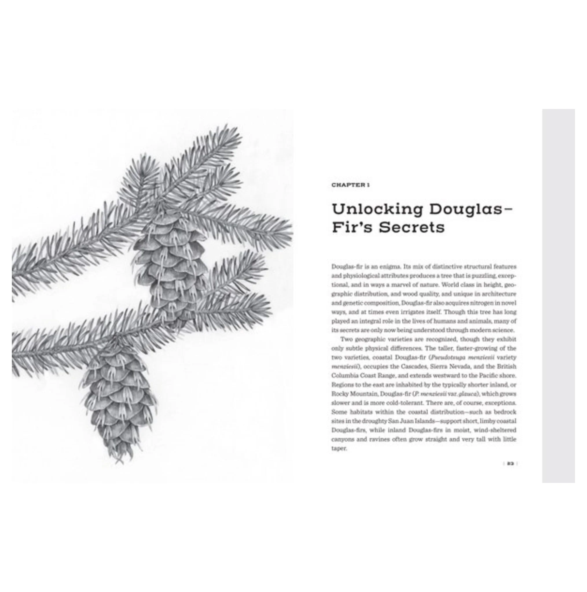 Douglas Fir: The Story Of The West's Most Remarkable Tree - Image 3