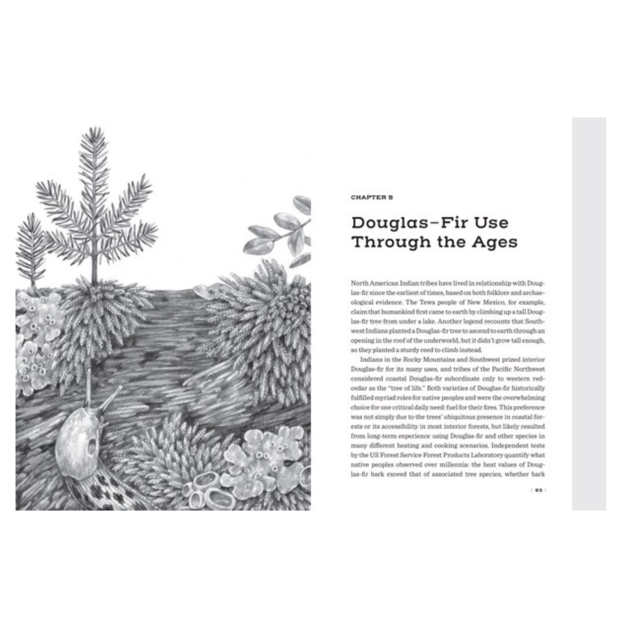 Douglas Fir: The Story Of The West's Most Remarkable Tree - Image 7