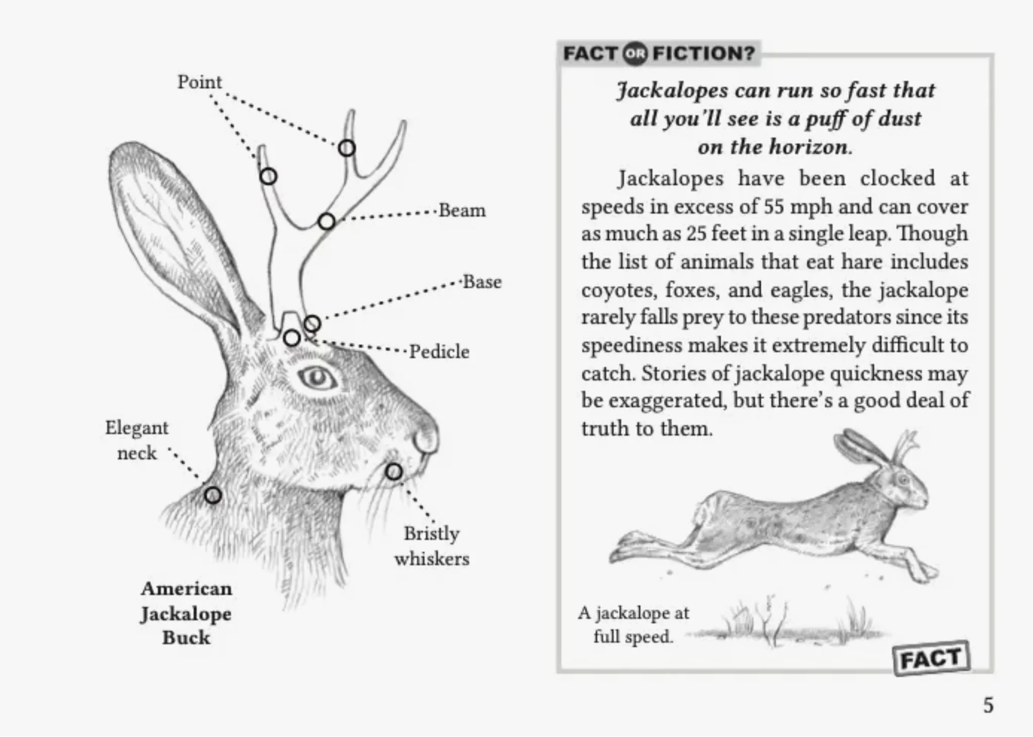 Field Guide to the North American Jackalope - A. Robbins - Image 2