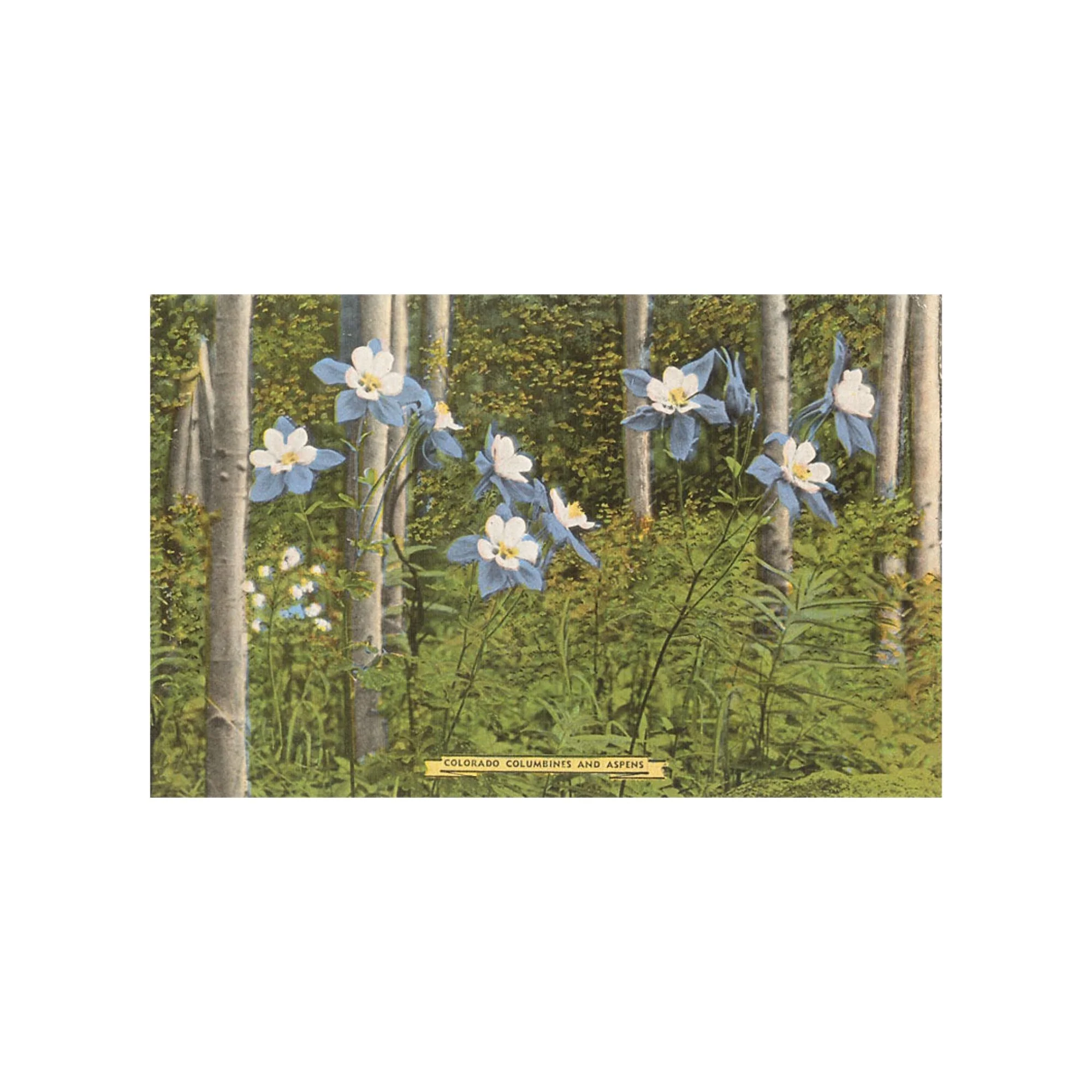 Found Image Colorado Columbines and Aspens CO-02 Postcard