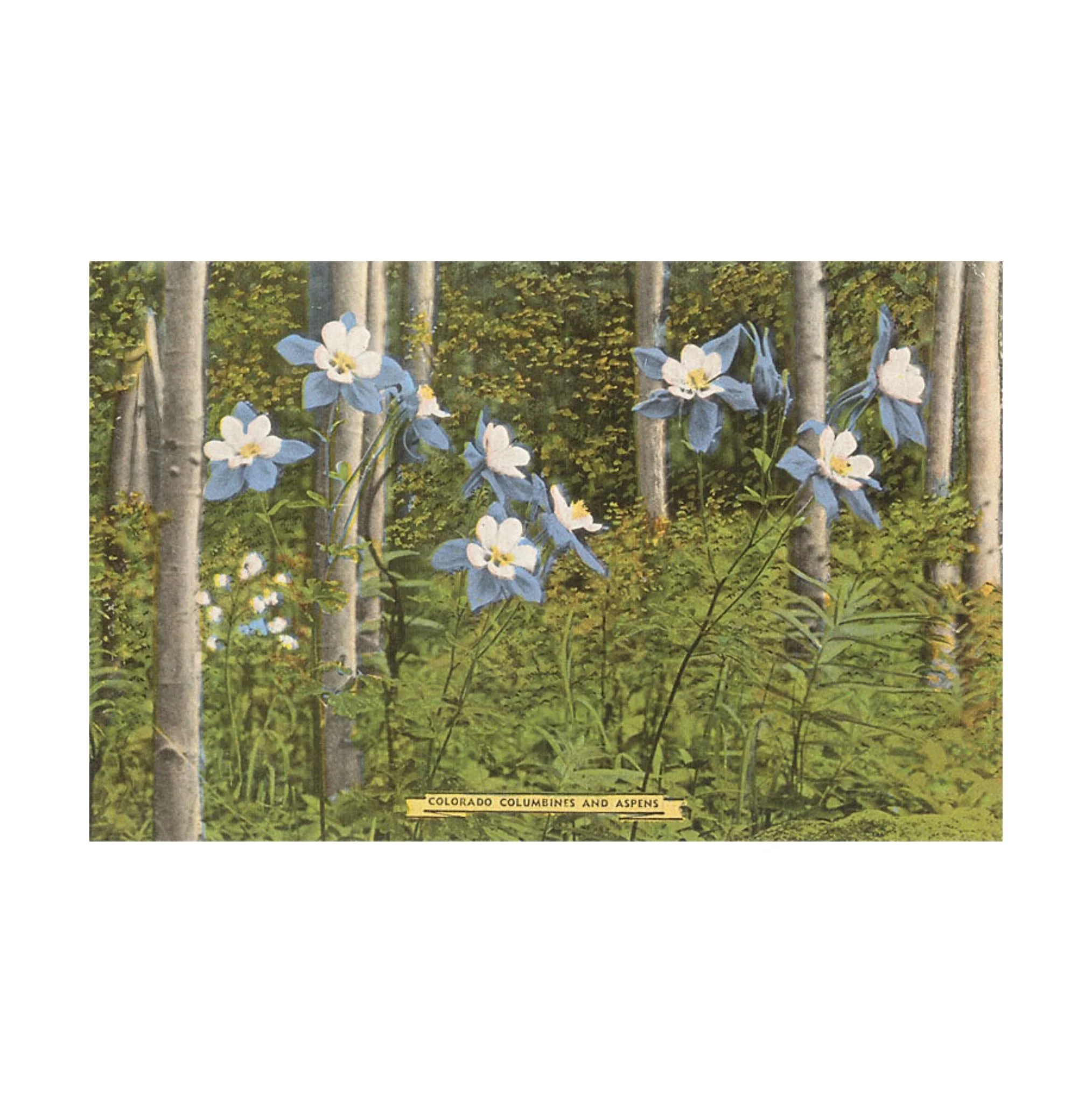 Found Image Colorado Columbines and Aspens CO-02 Postcard - Image 2
