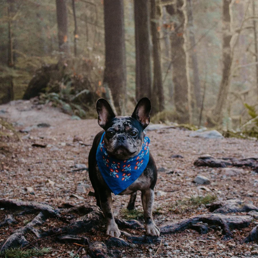 Handker Bandanas Bandana - Image 16