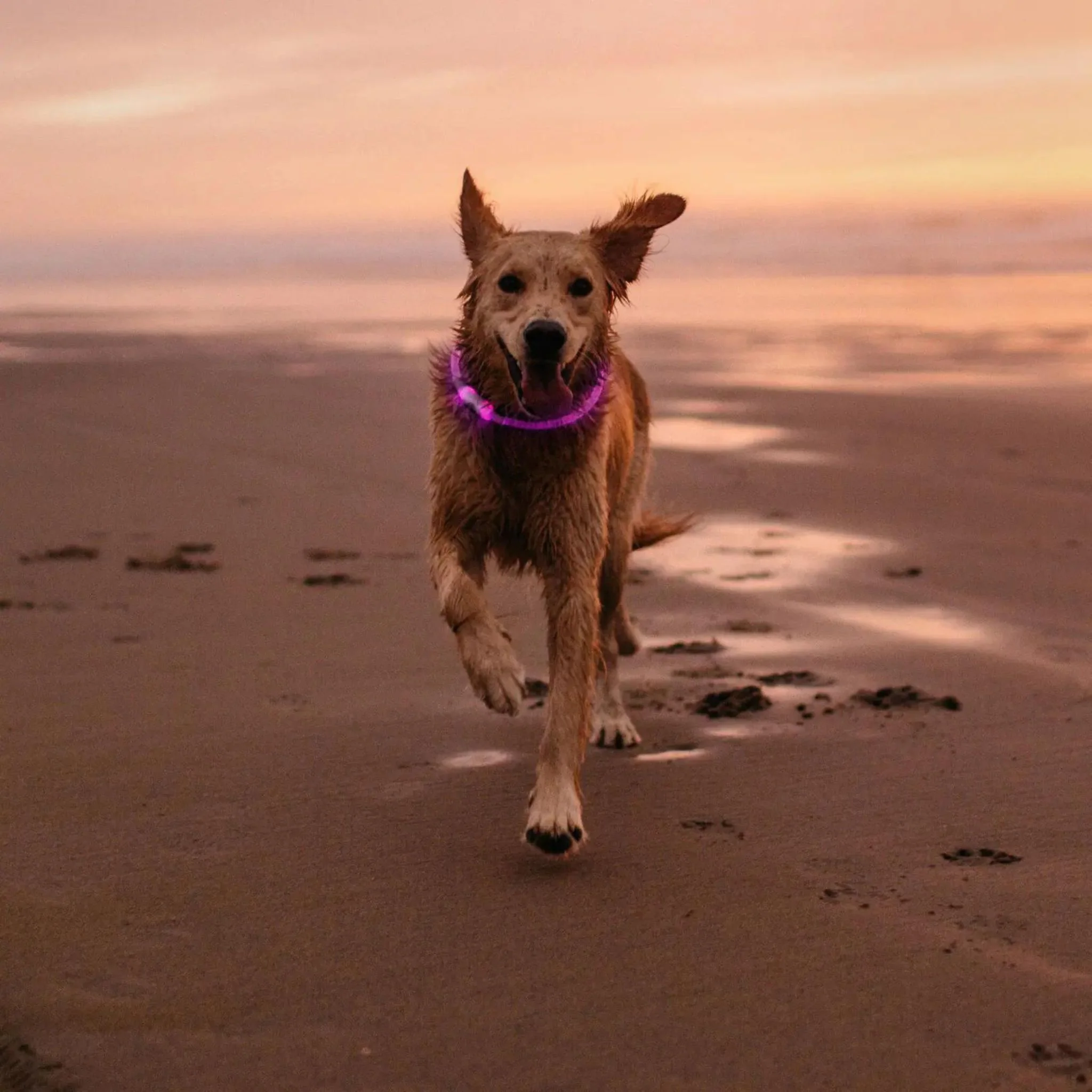 Nite Ize NiteHowl LED Safety Necklace - Image 9