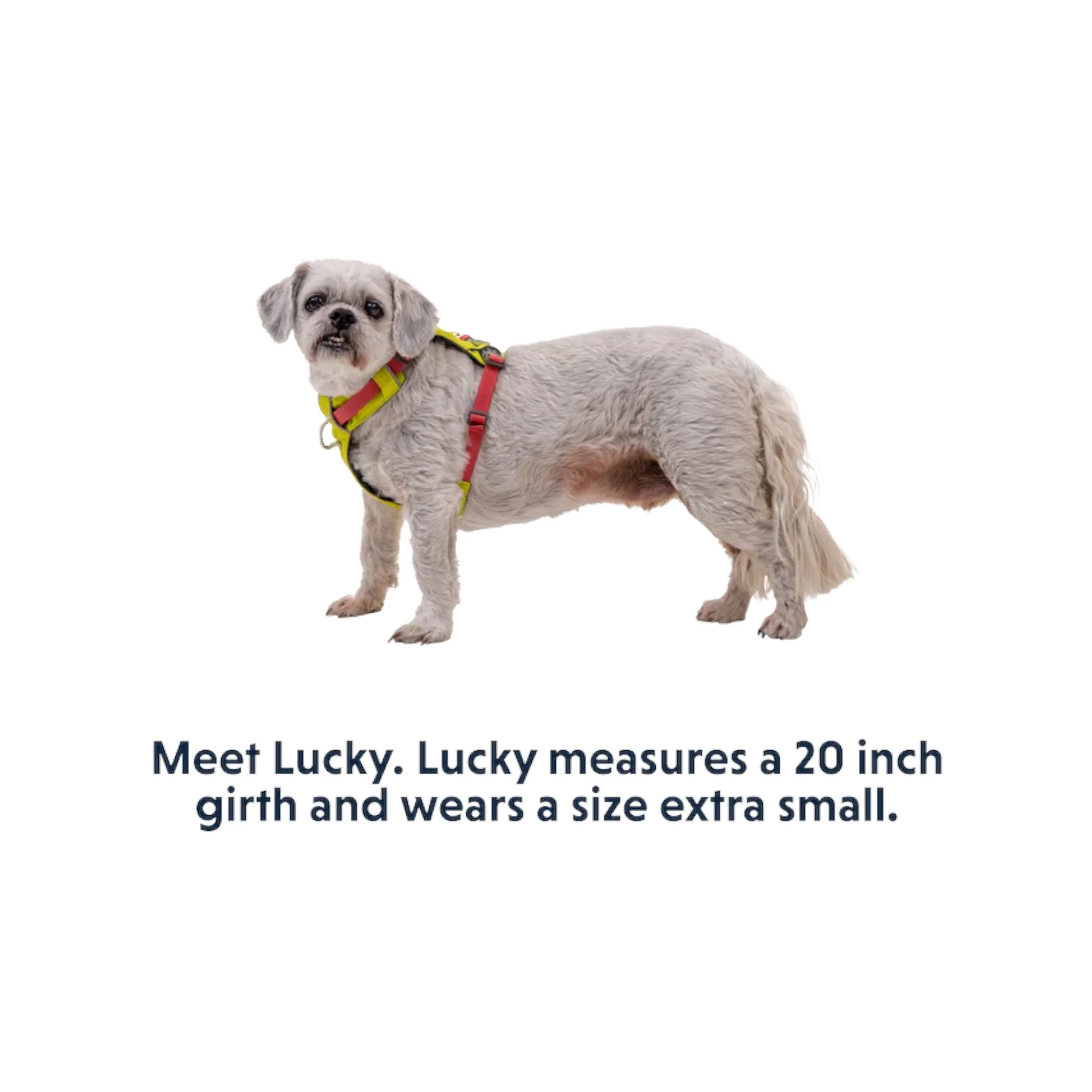 Ruffwear Hi & Light Lightweight Dog Harness - Image 8